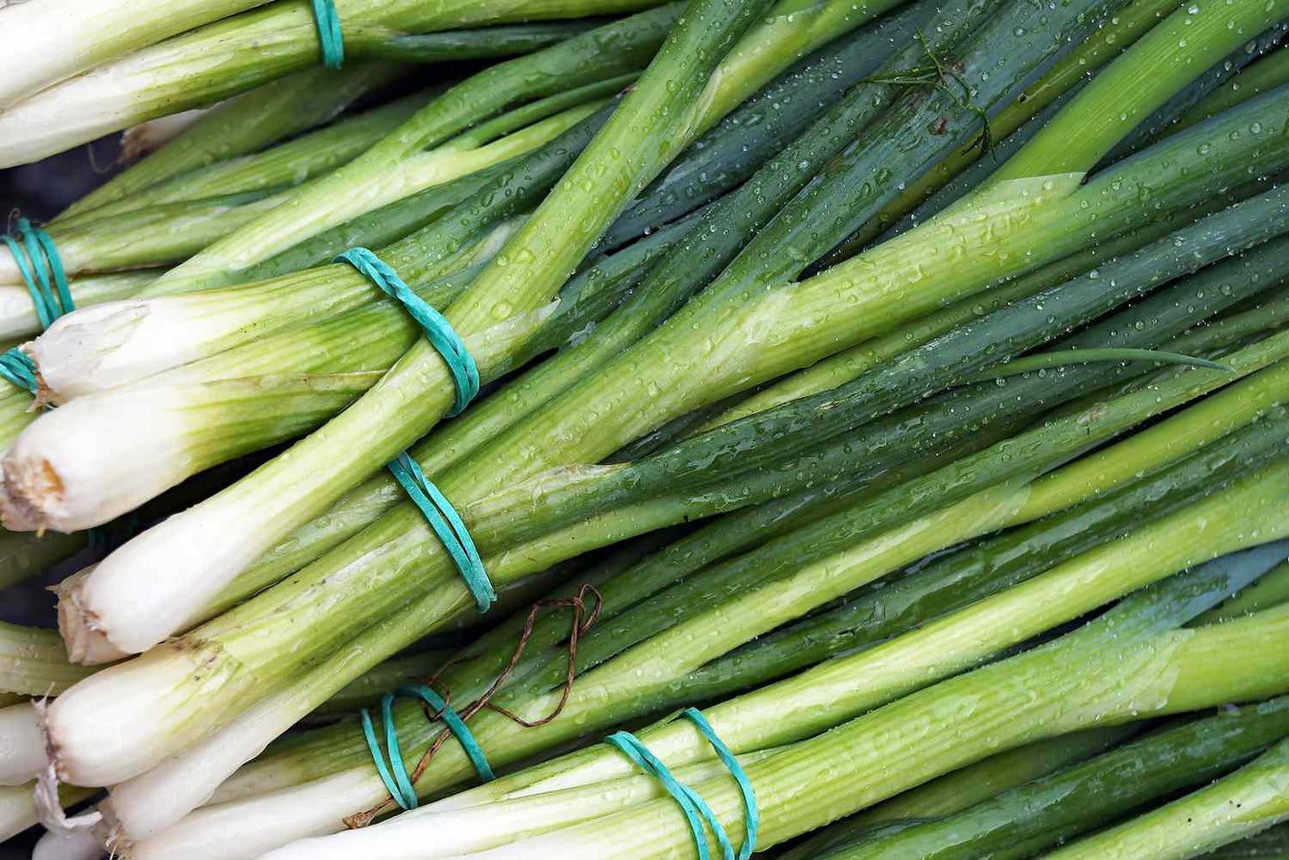 Green Onions, bunch